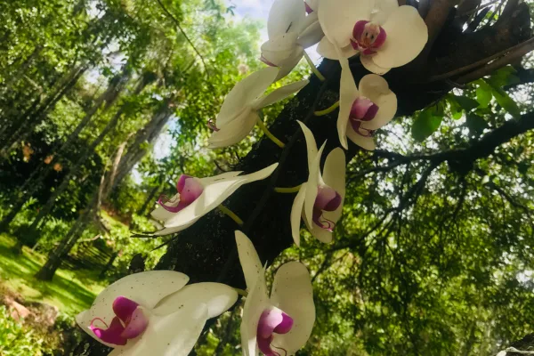 Como plantar orquídea em árvore
